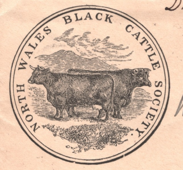 GB Wales KEVII ADVERT Cover *BLACK CATTLE* ILLUSTRATED Bangor 1902 FARMING XG184 - Image 3