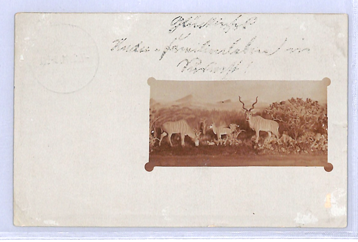 SOUTH WEST AFRICA Germany Cols Postcard *SPRINGBOK* Photo PPC Savanna 1911 WO33 - Image 3