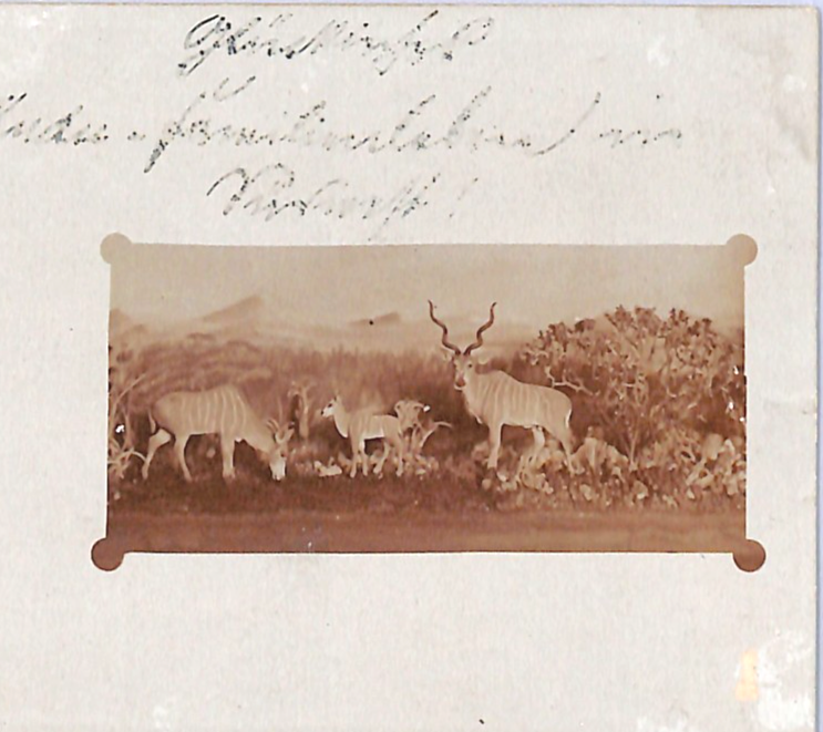 SOUTH WEST AFRICA Germany Cols Postcard *SPRINGBOK* Photo PPC Savanna 1911 WO33 - Image 4