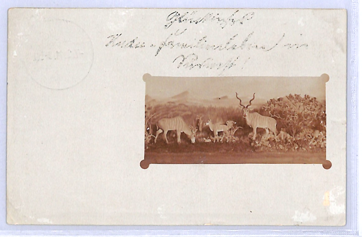 SOUTH WEST AFRICA Germany Cols Postcard *SPRINGBOK* Photo PPC Savanna 1911 WO33 - Image 5