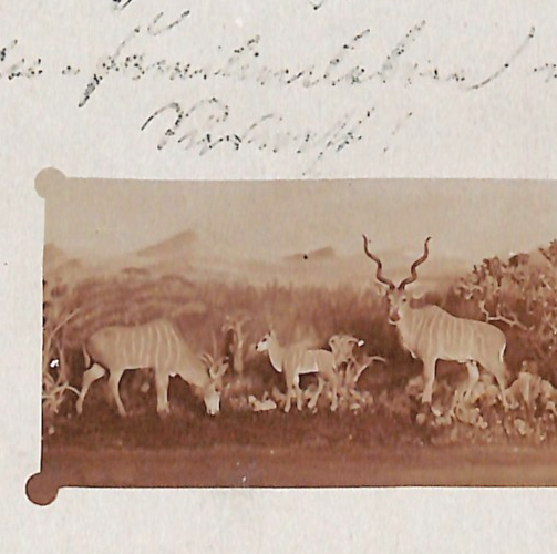SOUTH WEST AFRICA Germany Cols Postcard *SPRINGBOK* Photo PPC Savanna 1911 WO33